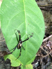 Argiope bougainvilla