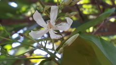 Wrightia tinctoria
