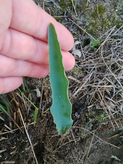 Eriospermum lanceifolium