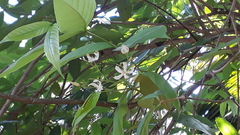 Wrightia tinctoria