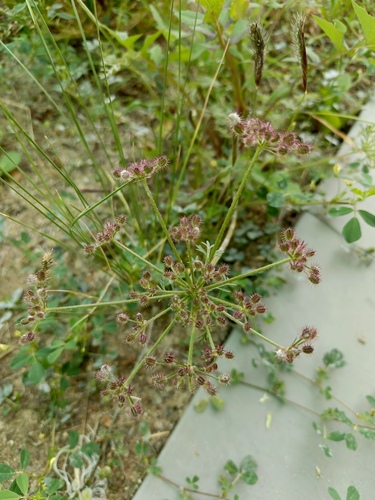 Daucus montanus (Daucus montanus)