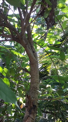Wrightia tinctoria