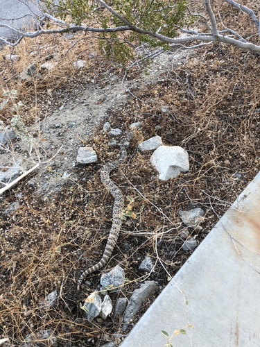 iNaturalist observation photo of Southwestern Speckled Rattlesnake