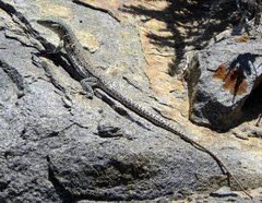 Callopistes maculatus