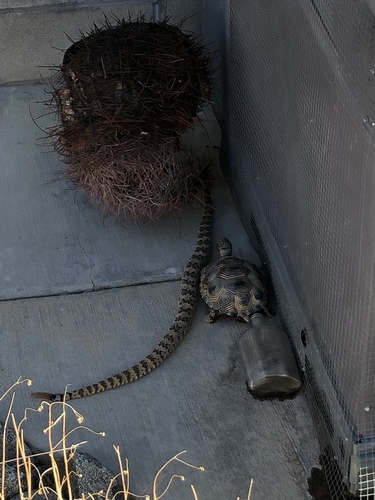 iNaturalist observation photo of Southwestern Speckled Rattlesnake