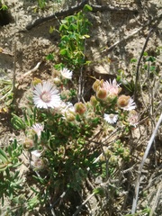 Drosanthemum hispifolium