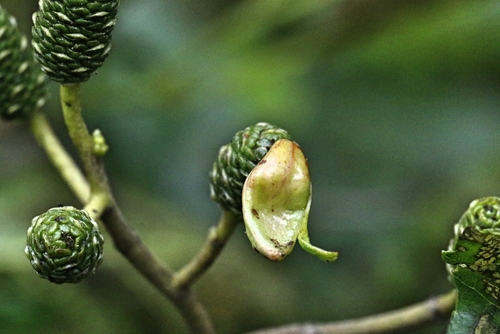 alder tongue gall