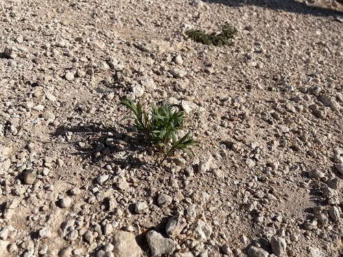 Feltleaf bluestar (Amsonia tharpii)