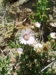 Drosanthemum hispifolium
