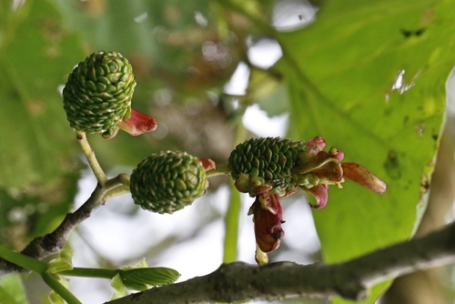 alder tongue gall