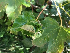 Dasineura irregularis