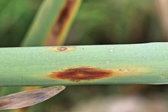 Colletotrichum typhae