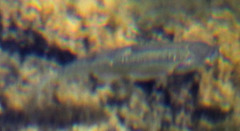 Hesperoleucus symmetricus