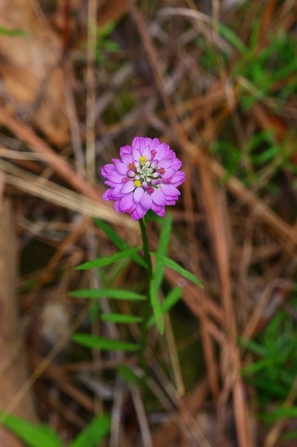 Image of Senega mariana by (c) Michelle W. （鍾偉瑋）, some rights reserved (CC BY)
