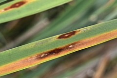 Colletotrichum typhae