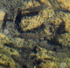 Catostomus occidentalis