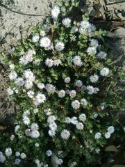 Drosanthemum hispifolium
