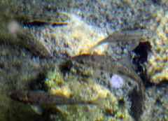 Catostomus occidentalis
