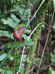 Ariophantidae