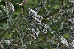 Podosphaera spiraeae