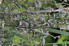 Podosphaera spiraeae