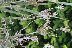 Podosphaera spiraeae