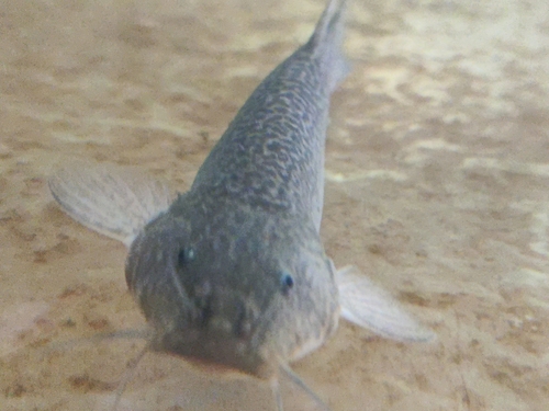 Andean pencil catfish (Trichomycterus dispar) — Trichomycteridae — 4
