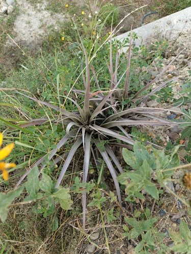 Tillandsia sphaerocephala, photograph 4