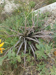 Tillandsia sphaerocephala, photograph author not stated, no rights reserved
