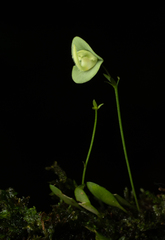 Utricularia jamesoniana