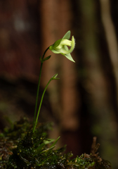 Utricularia jamesoniana