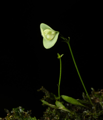 Utricularia jamesoniana