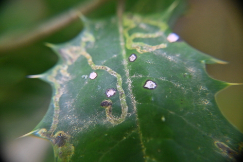 American Holly Leafminer photo 3