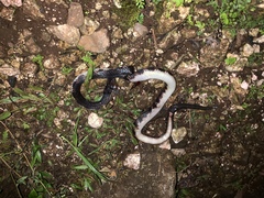 Solomons Coral Snake photo 4