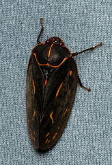 Makonaima rivularis