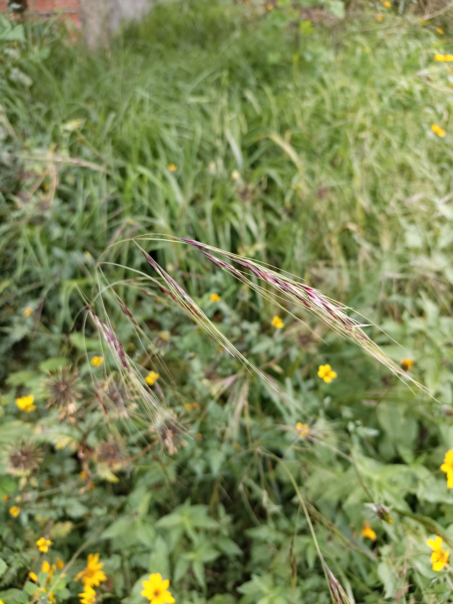Nassella arcuata