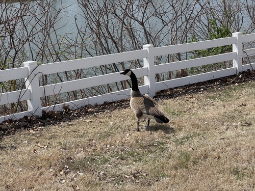 Canada Goose