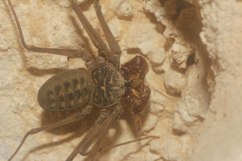 Phrynus palenque