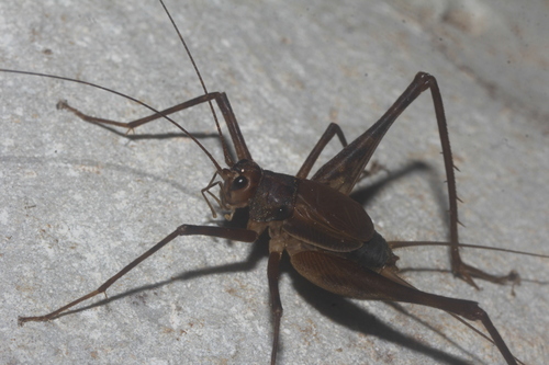Nemoricantor