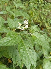 Solanum polytrichostylum, photograph Alfredo F. Fuentes Claros, CC0, iNaturalist via GBIF