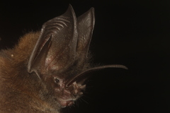 Common Sword-Nosed Bat photo 4