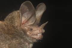 Trachops cirrhosus coffini