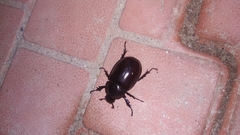 Xylotrupes mniszechi