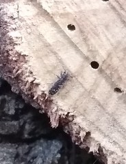 Juniperella mirabilis