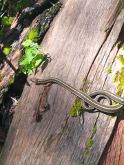 Thamnophis errans