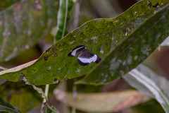 Mesosemia latizonata