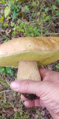 Boletus betulicola