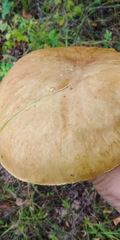 Boletus betulicola