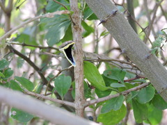 Oxybelis potosiensis