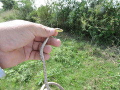 Oxybelis potosiensis